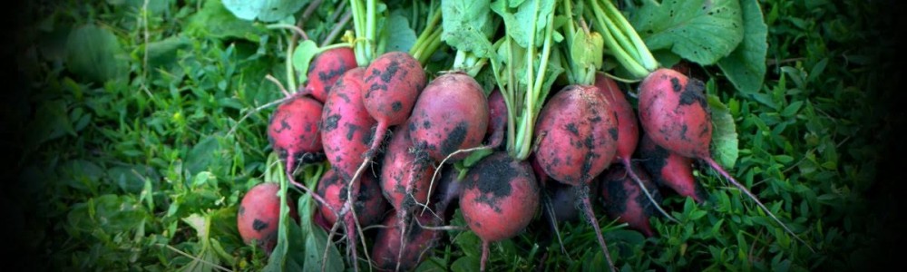 FRESH FROM THE GARDEN